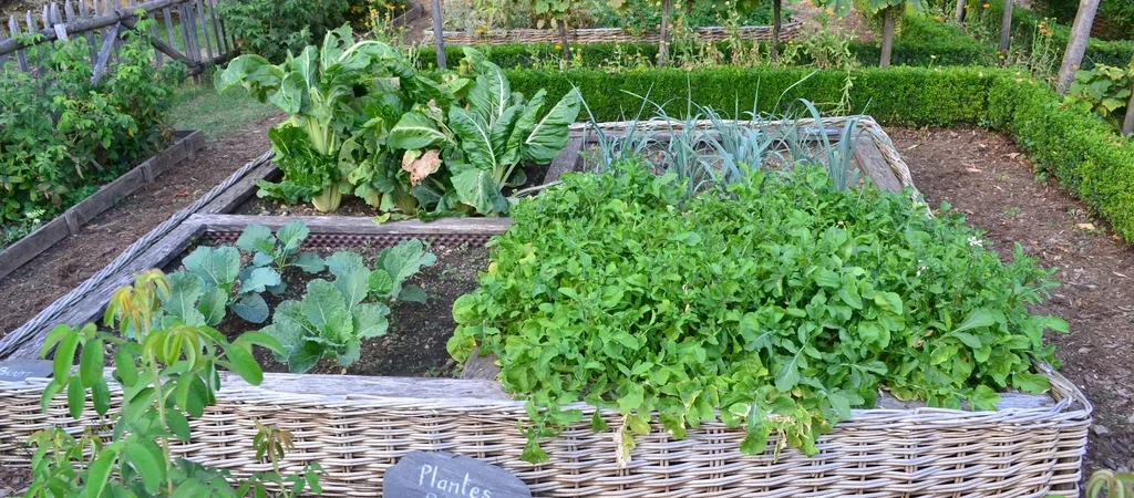 Grow Your Own Food: Gardening to Save Money