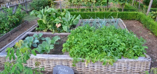 Grow Your Own Food: Gardening to Save Money