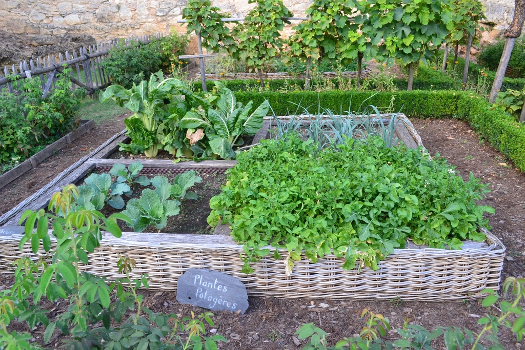 Grow Your Own Food: Gardening to Save Money