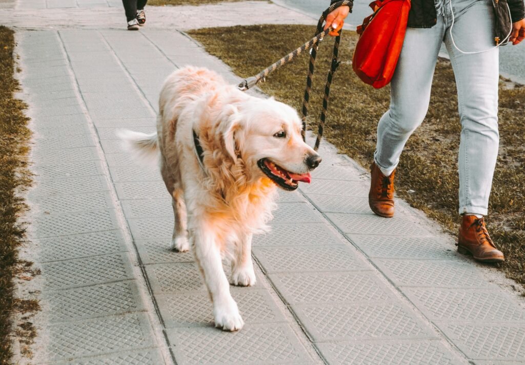 person walking beside Golden retriever on the street person walking beside Golden retriever on the street