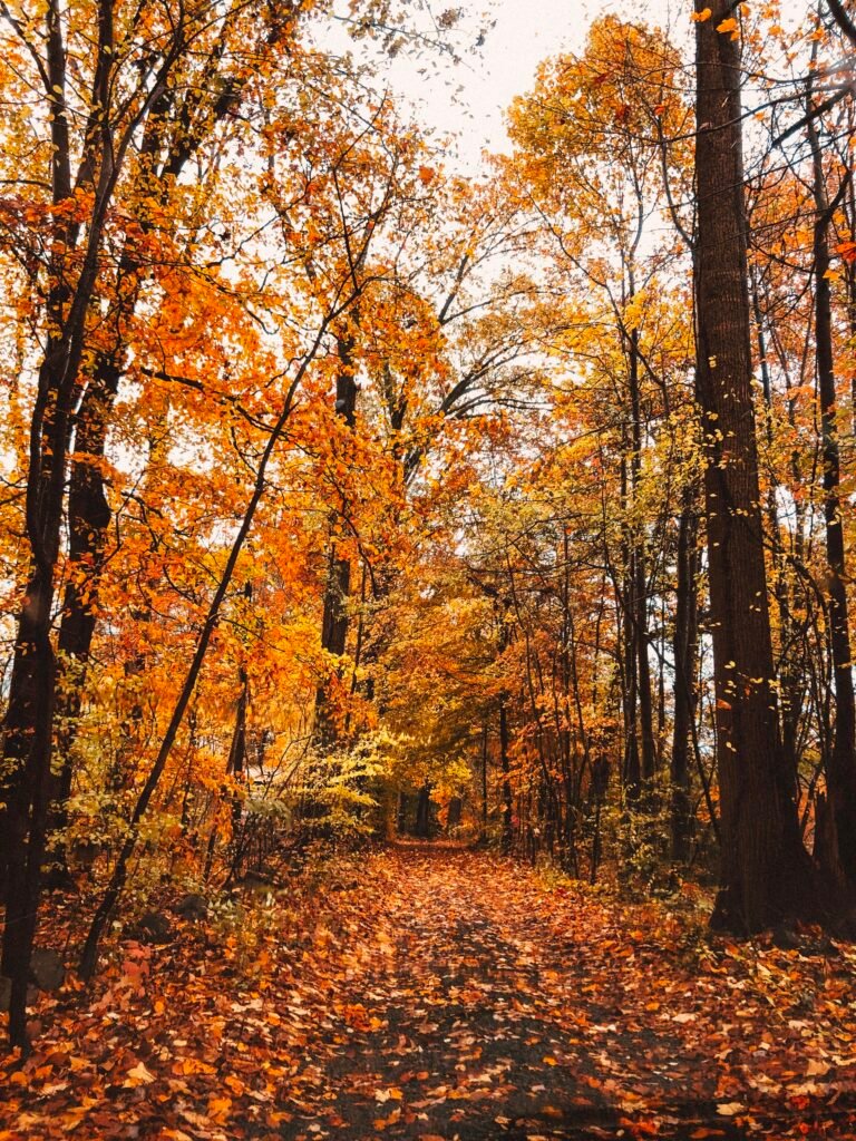 street surrounded by leaves i nbetween of trees
