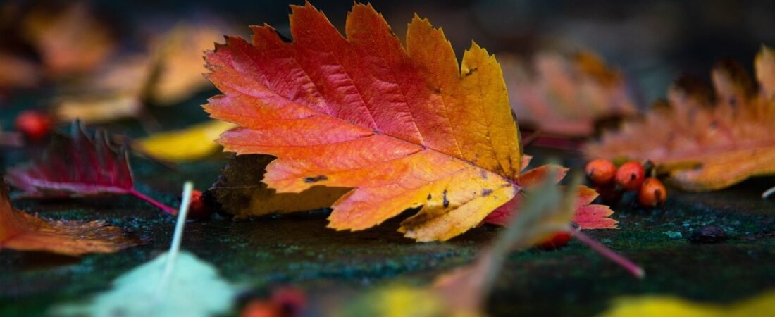 Savoring the Season: 7 Frugal Fall Traditions to Enjoy Before the Thanksgiving Rush