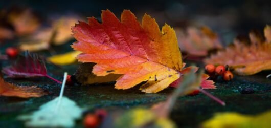 Savoring the Season: 7 Frugal Fall Traditions to Enjoy Before the Thanksgiving Rush